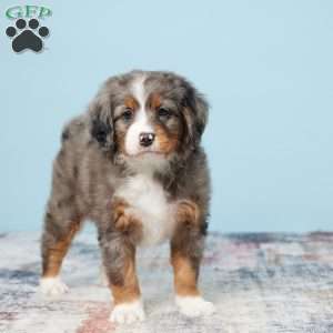 Bonnie, Mini Bernedoodle Puppy